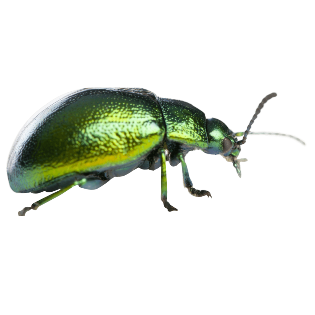 new-york-insects-a-guide-to-common-pests-in-the-city
